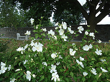 Mur d'honneur avec ketmie de Syrie (hibiscus syriacus) en fleur